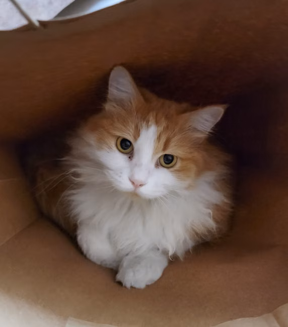 Ração para Gatos Filhotes (7,5kg)